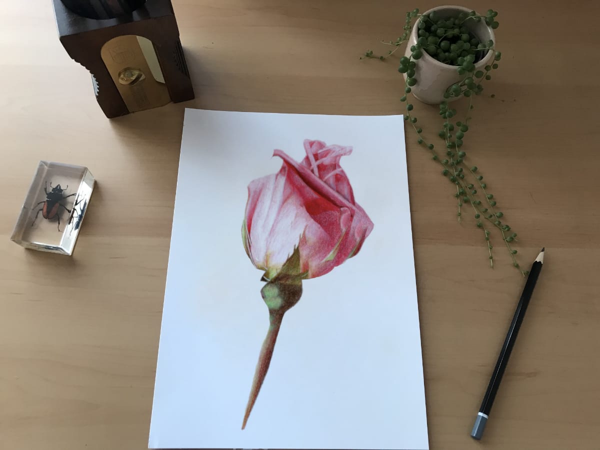 Rose Bud - Size A4 Print