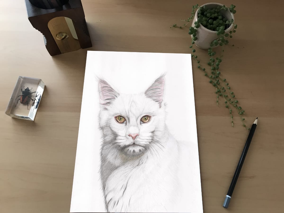White Cat - Size A4 Print