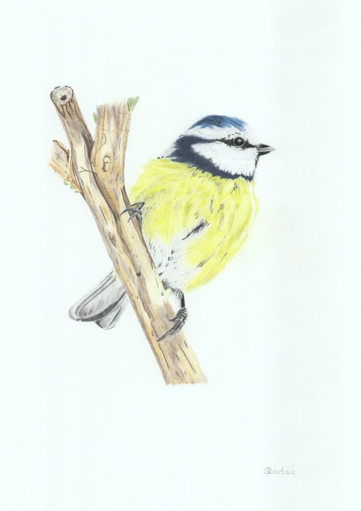 Blue Tit Signed Art Original