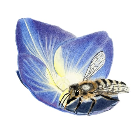 Bee On Flower Petal