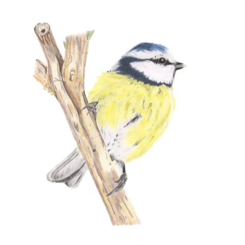 Blue Tit Signed Art Original