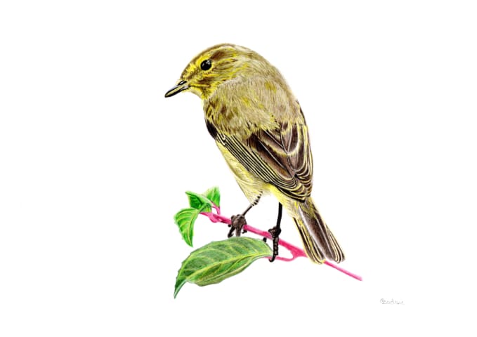 Chiffchaff Signed Art Original