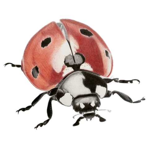 The Ladybird Print