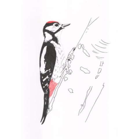 Woodpecker